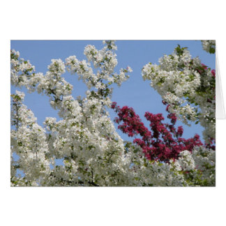 Crabapples dans l'arborétum