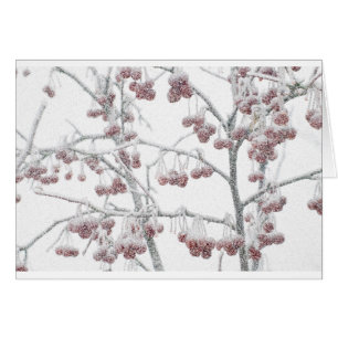 Crabapples rouge dans la neige