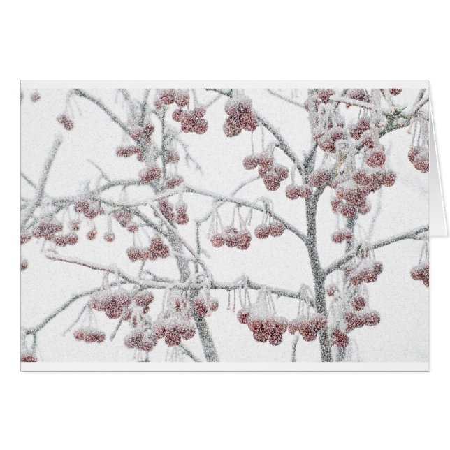 Crabapples rouge dans la neige (Devant horizontal)