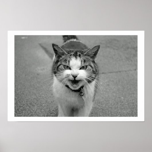 Crabby Cat Poster (Voorkant)