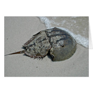 Crabe à fer à cheval - mâle