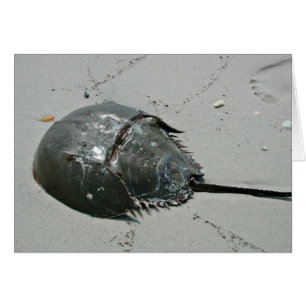 Crabe du fer à cheval