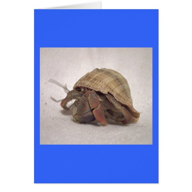 Crabe hermite #8 (Devant)