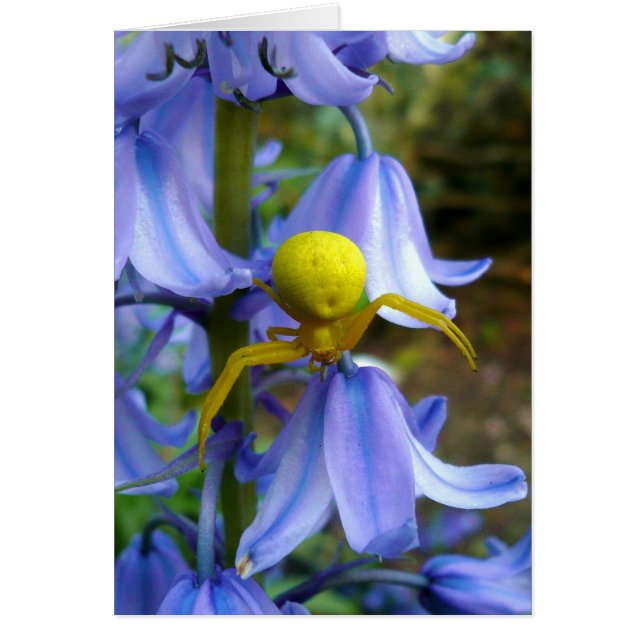 Crabe jaune / Araignée de fleurs (Devant)