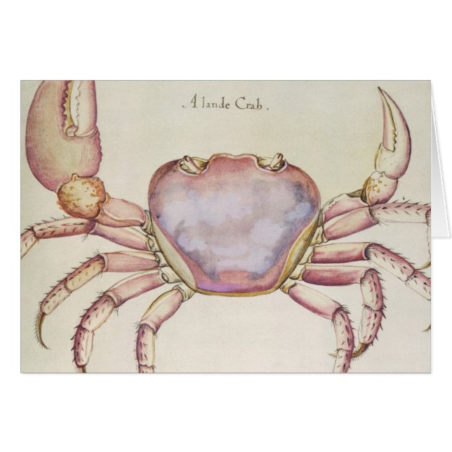 Crabe terrestre (Devant horizontal)