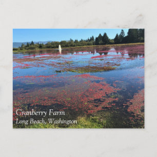 Cranberry Boerderij, Long Beach, Washington Briefkaart
