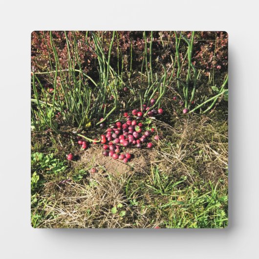 Cranberry Boerderij, Long Beach, Washington Fotoplaat (Voorkant)