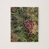 Cranberry Boerderij, Long Beach, Washington Legpuzzel (Verticaal)