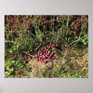 Cranberry Boerderij, Long Beach, Washington Poster