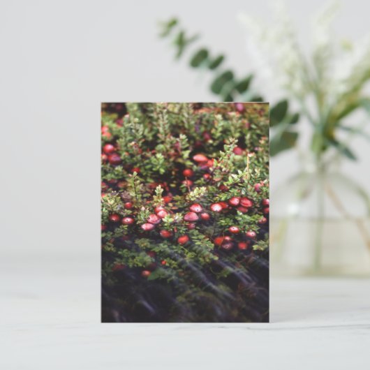 Cranberry Bog Briefkaart (Staand voorkant)