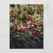 Cranberry Bog Briefkaart (Voorkant)
