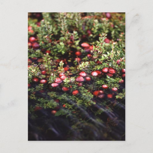 Cranberry Bog Briefkaart (Voorkant)