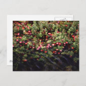 Cranberry Bog Briefkaart (Voorkant / Achterkant)