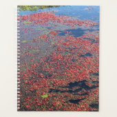 Cranberry Farm, Long Beach, Washington (Devant)