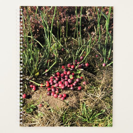 Cranberry Farm, Long Beach, Washington (Devant)