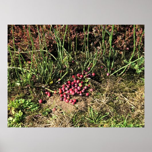 Cranberryboerderij, Long Beach, Washington Poster (Voorkant)