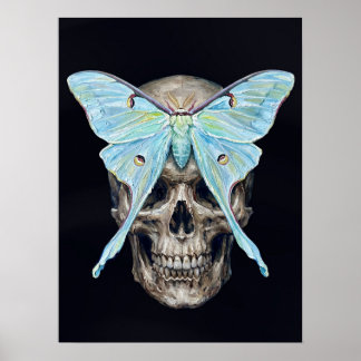 Crâne et papillon lunaire — Memento Mori Affiche I