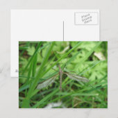 Crane Fly Briefkaart (Voorkant / Achterkant)