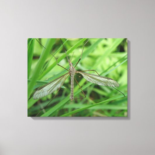Crane Fly Canvas Print (Voorkant)