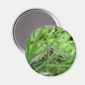 Crane Fly Magnet Magneet (Voorkant / Achterkant)