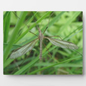 Crane Fly Plaque Fotoplaat (Voorkant)