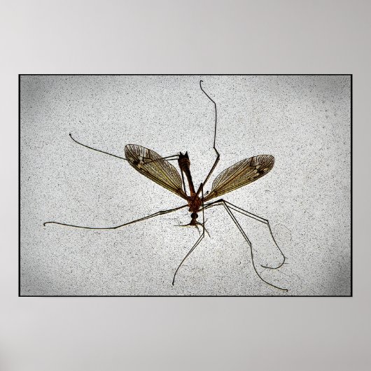 Crane Fly Poster (Voorkant)