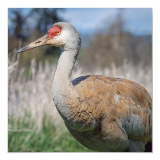 Crane View Foto Afdruk (Voorkant)