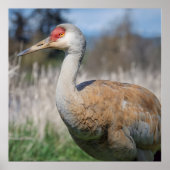 Crane View Poster (Voorkant)