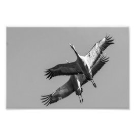Cranes Foto Afdruk