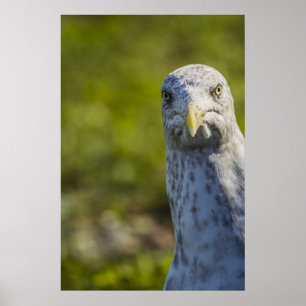 Cranky Old Seagull (voeg je eigen tekst toe) Poster
