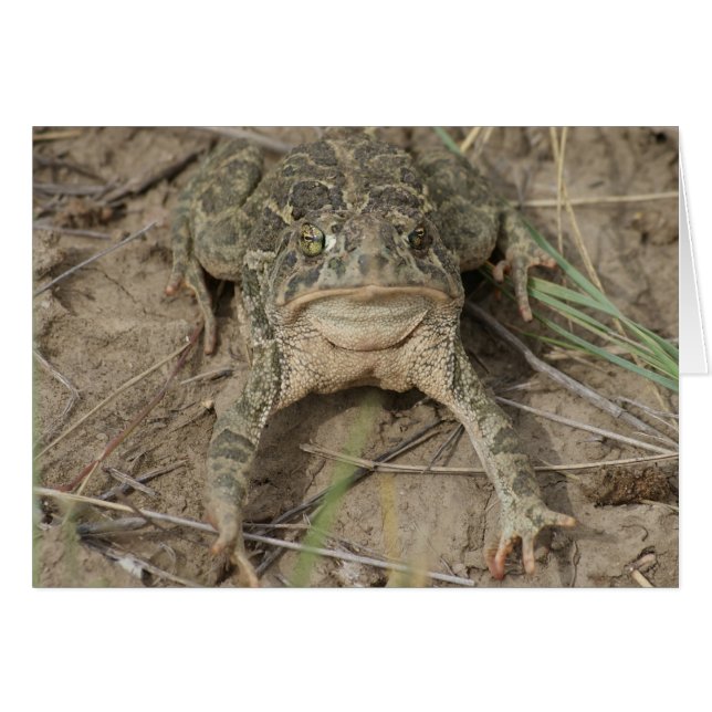 Crapaud de prairie R10 (Devant horizontal)
