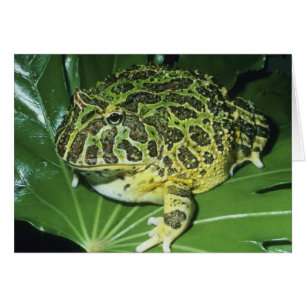 Crapaud Orné, (Ceratophrys ornata),