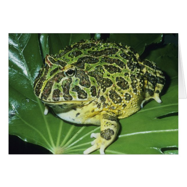 Crapaud Orné, (Ceratophrys ornata), (Devant horizontal)
