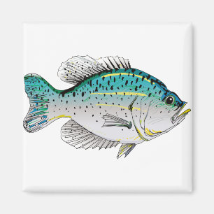 Crappie Magneet