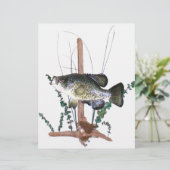 Crappie Mount (Staand voorkant)