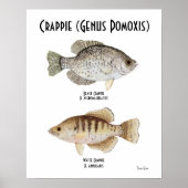 Crappie Poster (Voorkant)