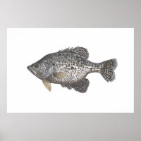 Crappie