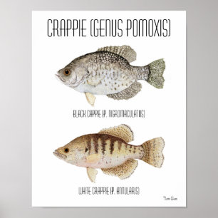Crappie Poster