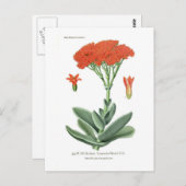 Crassula falcata briefkaart (Voorkant / Achterkant)