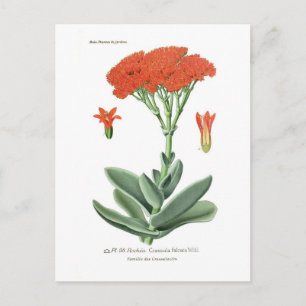 Crassula falcata briefkaart