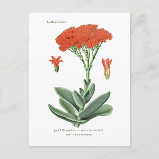 Crassula falcata briefkaart (Voorkant)