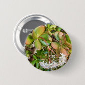 Crassula ovata Badge Ronde Button 5,7 Cm (Voorkant /achterkant)