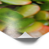 Crassula ovata foto afdruk (Hoek)