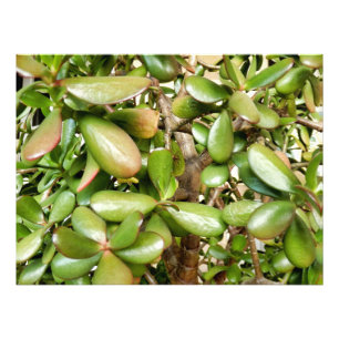 Crassula ovata foto afdruk