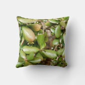 Crassula ovata Lance Coussin (Verso)