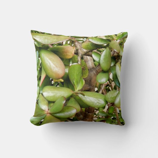Crassula ovata Lance Coussin (Recto)