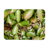 Crassula ovata magneet (Horizontaal)