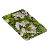 Crassula ovata magneet (Rechterzijde)