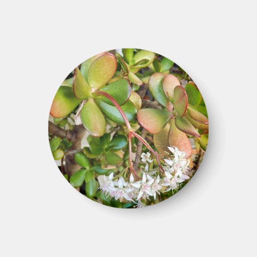 Crassula ovata magneet (Voorkant)