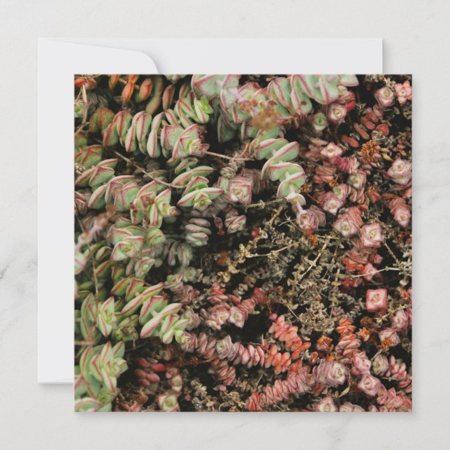 Crassula perforata (Voorkant)